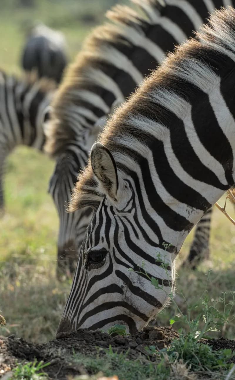 Classic Masai Mara Safari 5