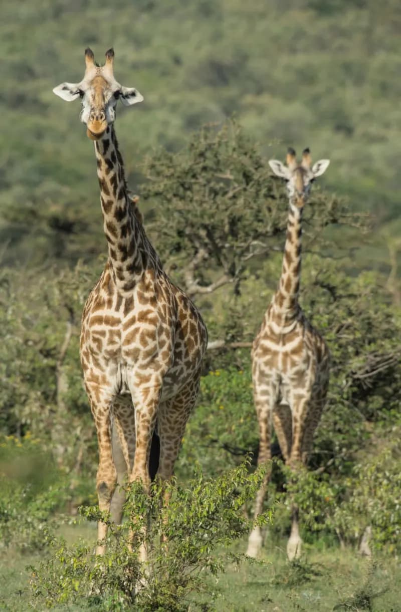Classic Masai Mara Safari 4