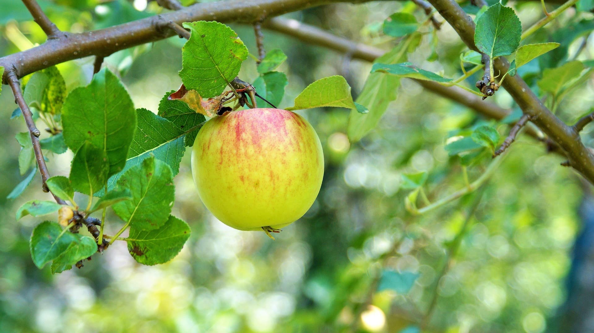 Green Apple 2