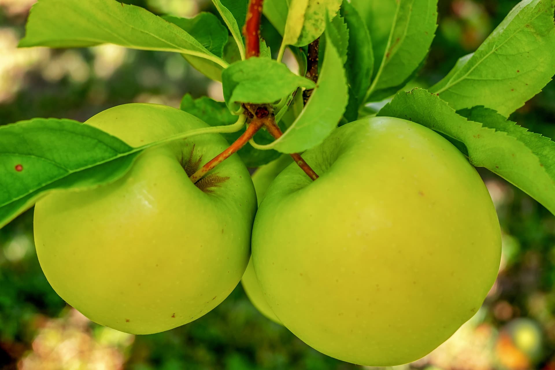 Green Apple
