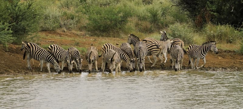 Kenya-Tanzania Migration Safari