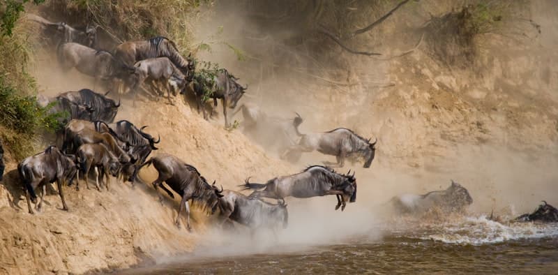 Classic Masai Mara Safari